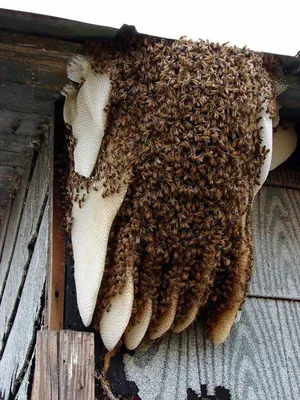 пчелы и соты, пчела, собирая нектар, муха png | PNGWing