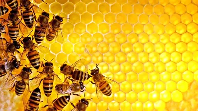 Почему соты пчел шестиугольные?» — Яндекс Кью