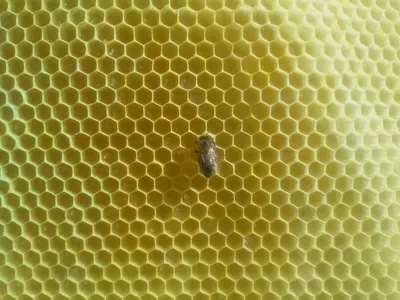Геометрия пчелиных сот | Случайность или замысел?