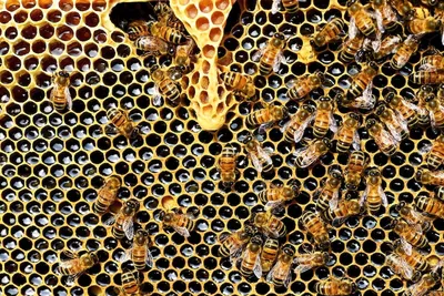 Фотообои Пчелиные соты на стену. Купить фотообои Пчелиные соты в  интернет-магазине WallArt