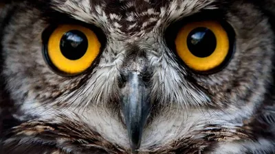 сова с желтыми глазами сидит на ветке, виды сов с картинками, сова,  животное фон картинки и Фото для бесплатной загрузки