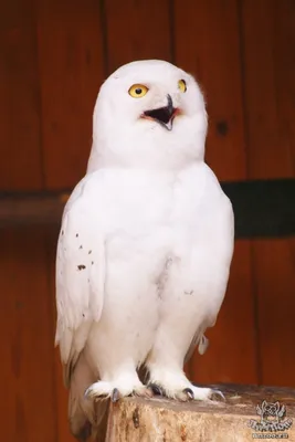 Полярная сова признана самой красивой птицей Финляндии