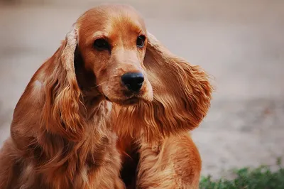 Порода собак Английский кокер-спаниель. Описание, особенности и  характеристики