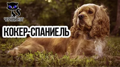 Русский охотничий спаниель - фото, цена, описание, видео