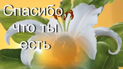 Парный брелок жетон с гравировкой \"Спасибо что ты есть\" (99545B99541B-3) –  купить в Gravira.ru