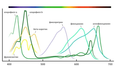 элементы спектр спектра выбросов строки видимые световые спектры  Иллюстрация вектора - иллюстрации насчитывающей свет, энергия: 240389826