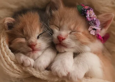 закрыть два спящих котят, собравшихся для тепла Стоковое Изображение -  изображение насчитывающей примите, откровенный: 267493615