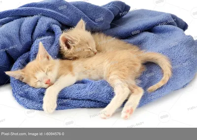 пара маленьких счастливых милых котят в любви спящих спящих спящих вместе  на розовой пушистой плэйд 2 две кошки домашние животные Стоковое  Изображение - изображение насчитывающей котенок, поцелуй: 236816539