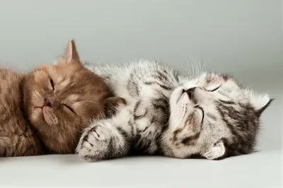 Вам срочно необходимо увидеть котят спящих в бананчиках | Пикабу
