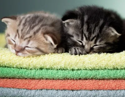 пара маленьких счастливых милых котят, влюбленных спящих, спящих вместе на  серой пушистой плэйд 2 две кошки домашних животных Стоковое Фото -  изображение насчитывающей ребенок, братства: 239808648