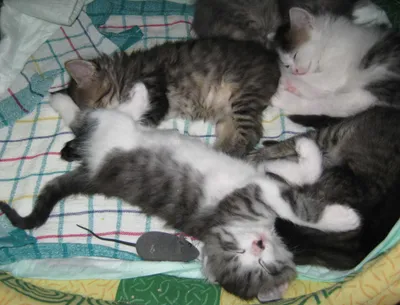 Много маленьких спящих котят» — создано в Шедевруме