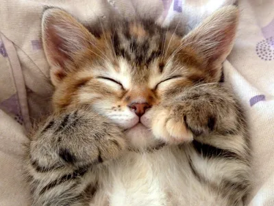 Онлайн пазл «Спящие котята»