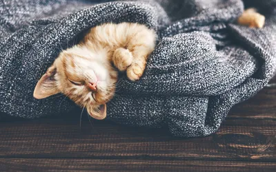 Милые фото спящих кошек | Кошки и собаки | Дзен