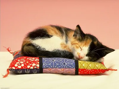 Картинки котенка Кошки спящий животное 3840x2400