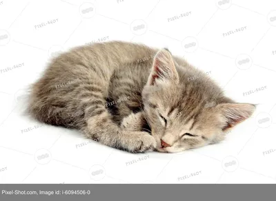 Мягкая игрушка спящий кот со звуком / Фигурка Спящий котенок на коврике /  Милый котик - купить с доставкой по выгодным ценам в интернет-магазине OZON  (854555912)