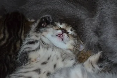 закрыть два спящих котят, собравшихся для тепла Стоковое Фото - изображение  насчитывающей конец, предложение: 267493544