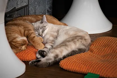 Онлайн пазл «Спящие котята»
