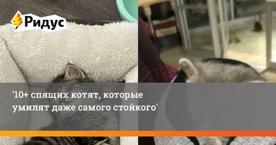 Вязаные спящие котята Sleepy Kitten Set - Вяжи.ру