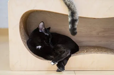 Крупным планом фото милого спящего кота · Бесплатные стоковые фото