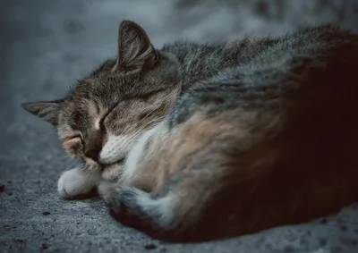 Имитация спящего плюшевого кота | AliExpress