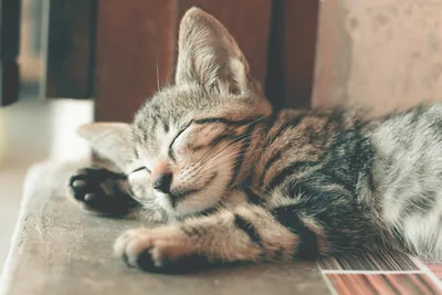 Кошки Спать Обнимать Спящих - Бесплатное фото на Pixabay - Pixabay