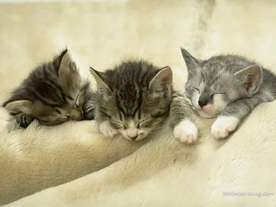 Есть более милые фото спящих котят? | Пикабу