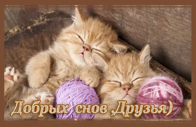 Доброй ночи друзья! Всем сладких снов! 👋#спокойнойночи#друзья#сон |  Instagram