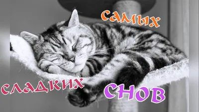 спокойной ночи! 😻😴good night! пожелание сладких снов от котиков! самых  сладких снов! - YouTube