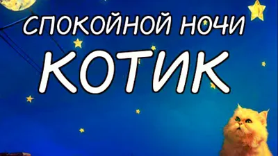 Спокойной ночи, кот. | Записки о Скизи | Дзен