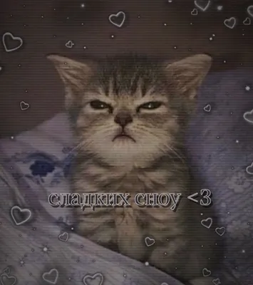 Спокойной ночи, сладких снов, котик, сердечко, пикча, мем | Мемы, Смешные  кошачьи мордашки, Девушки monster energy