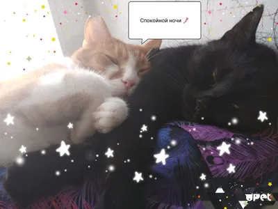Спокойной Ночи Любимая Картинки Кошки – Telegraph