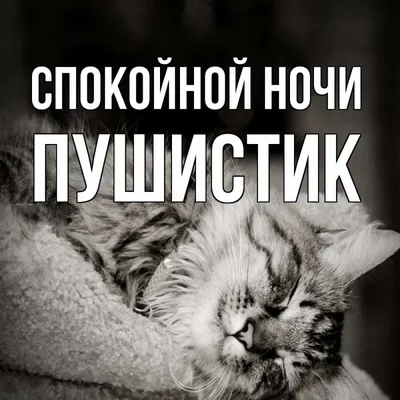 Крепких снов 😽 #котики #спокойной ночи #многокошекнебывает | TikTok