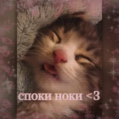 Спокойной ночи котик - 67 фото