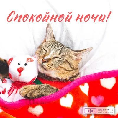 Открытка спокойной ночи с котиками — Slide-Life.ru