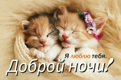 Спокойной ночи | Sleeping kitten, Cat sleeping, Kittens