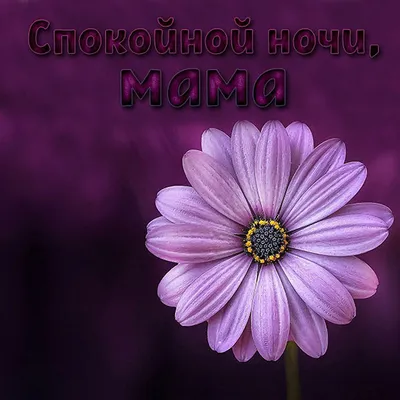 Яркая открытка с Днём Рождения женщине с трогательными стихами • Аудио от  Путина, голосовые, музыкальные
