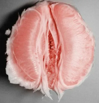 Анатомия и физиология половых органов женщин. Внутренние половые органы |  Юля Акушерка | Дзен