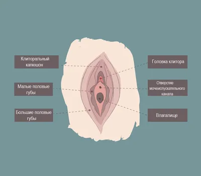 Гульнара Булатовна - Дорогие наши 🌹многие наши женщины заинтересованы на  процедуру Лабиопластика -по этому мы хотим вас порадовать ровно неделю у  нас будет скидка 50% на процедуру Лабиопластика . Все вопросы по