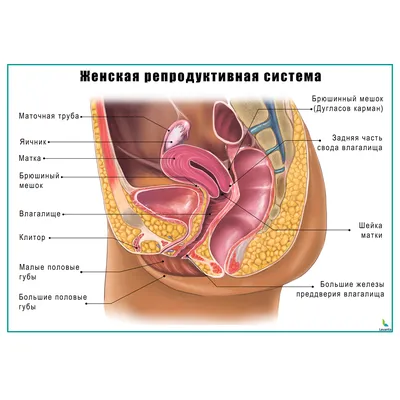 Некоторые половые губы (те которые маленькие)