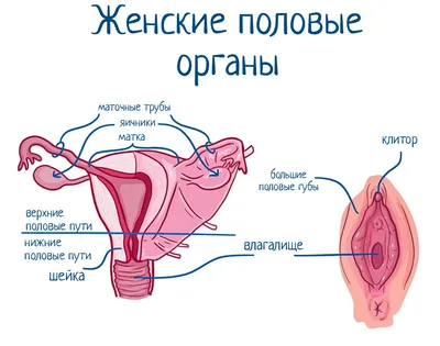 🫦 Асимметрия половых губ — это состояние, при котором половые губы  отличаются друг от друга по форме, размерам, толщине, расположении друг … |  Instagram