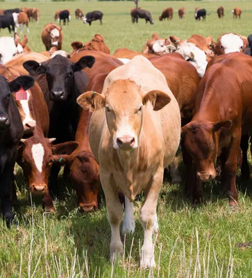 Стадо коров на ферме редакционное стоковое фото. изображение насчитывающей  скотины - 167982158