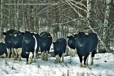 Жители российских деревень пожаловались на гуляющее стадо коров: Город:  Среда обитания: Lenta.ru