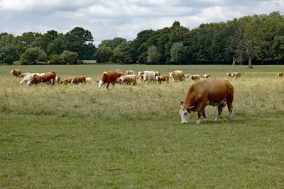 Стадо коров на летнем зеленом поле стоковое фото ©mikdam 79066434