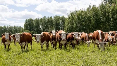 Стадо коров на выпасе Stock Photo | Adobe Stock
