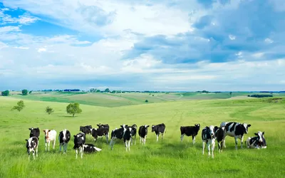 стадо коров в загоне Фото Фон И картинка для бесплатной загрузки - Pngtree