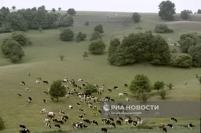 Стадо коров на зеленом поле. | Премиум Фото