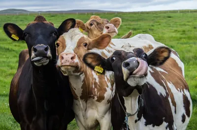 стадо коров идут по дороге Stock Photo | Adobe Stock