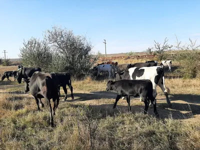 Стадо коров вновь задержали на улицах Кисловодска - АТВмедиа