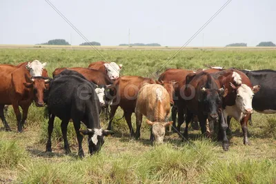 Стадо Коров Отдыхающих В Поле — стоковые фотографии и другие картинки  Африка - Африка, Горизонтальный, Дерево - iStock