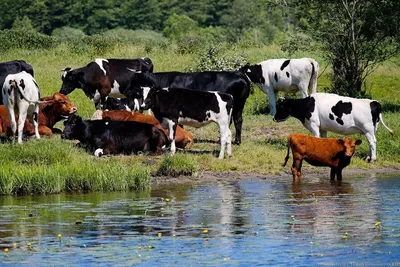 Стадо коров и икр стоковое изображение. изображение насчитывающей трава -  56523375